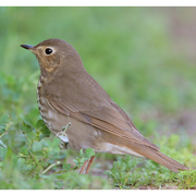 Note: tail nearly the same color as back, buffy spectacles, and rufous-olive flanks.